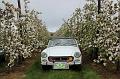 MG Bloesemrit op 24-4-2016 org. Jos&Marie-lou  (285)